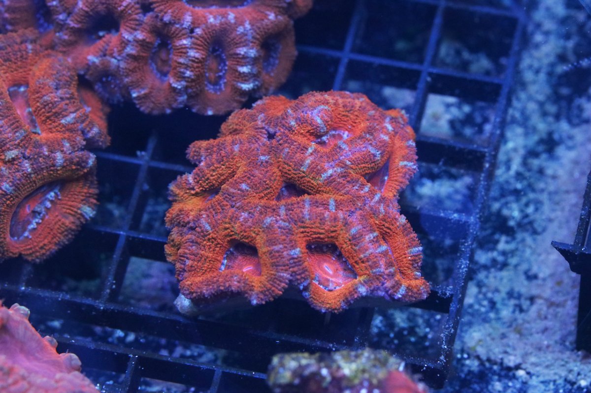 Ultra Red Acan 1 for r2r.jpg