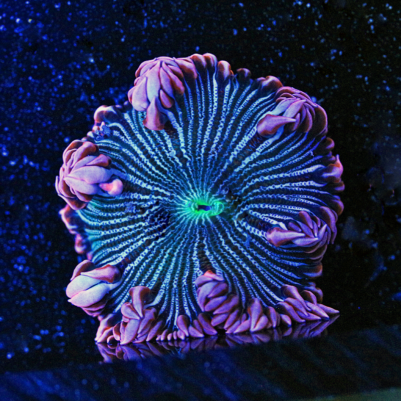 Ultra Rock Flower Anemone 2 2-3 inch 99-59.jpg