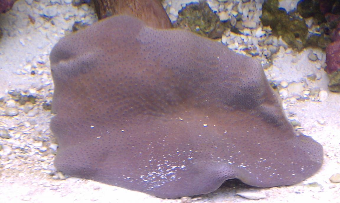 UMBRELLA LEATHER NOW.jpg