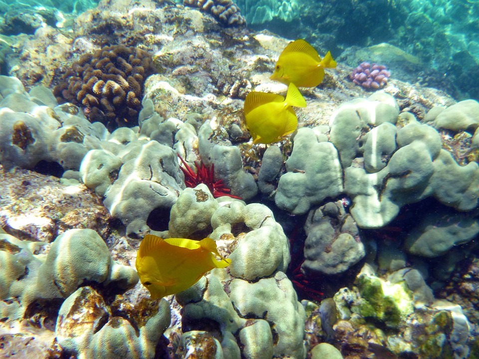 Underwater-Coral-Marine-Fauna-Hawaii-Fish-91664 (1).jpg