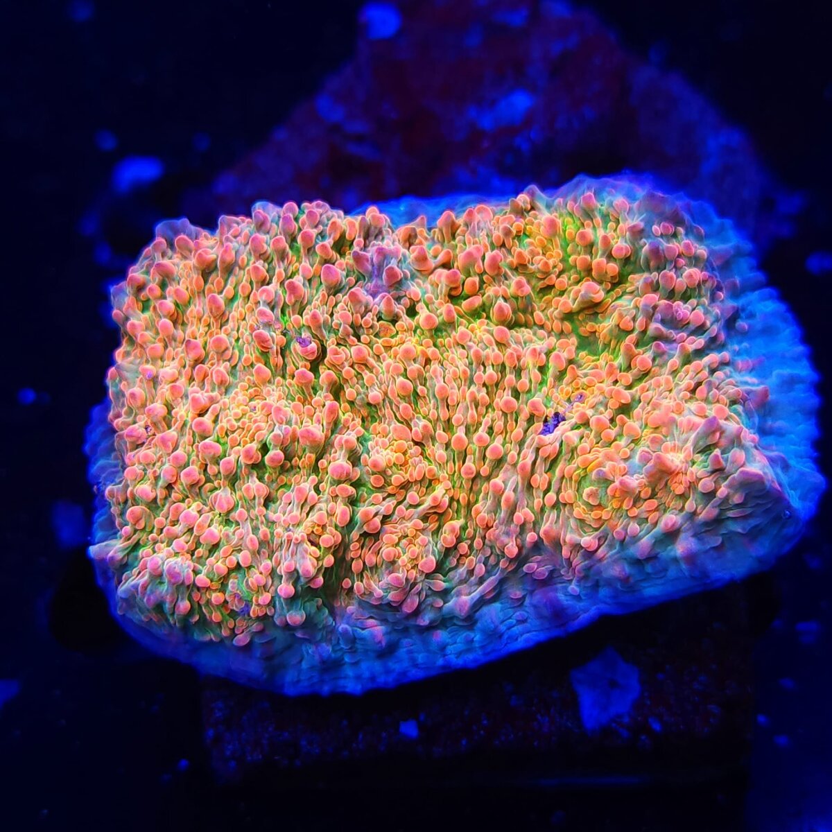 Unique Corals Cupping Chalice 1.jpeg