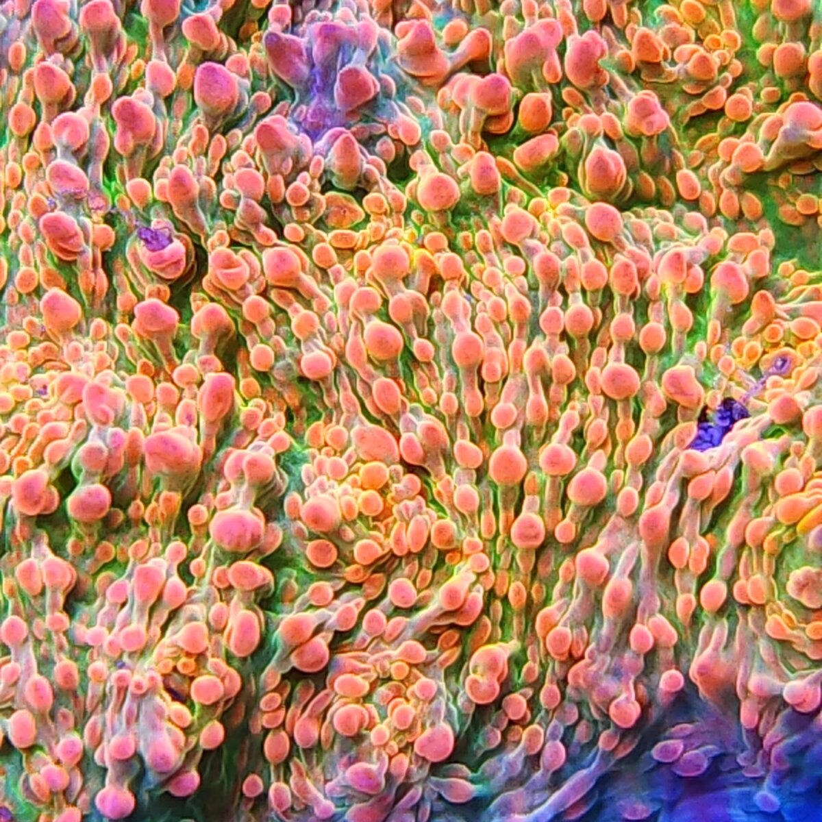 Unique Corals Cupping Chalice 2.jpeg
