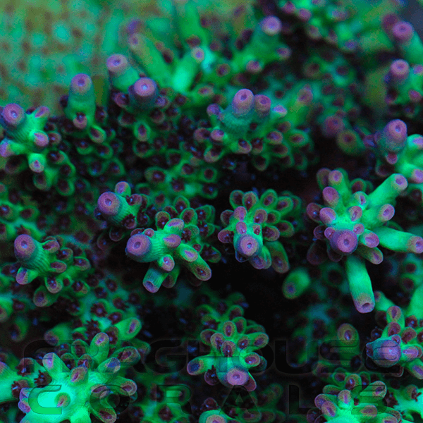 Unique Corals Original SSC MACNA 99 1.png