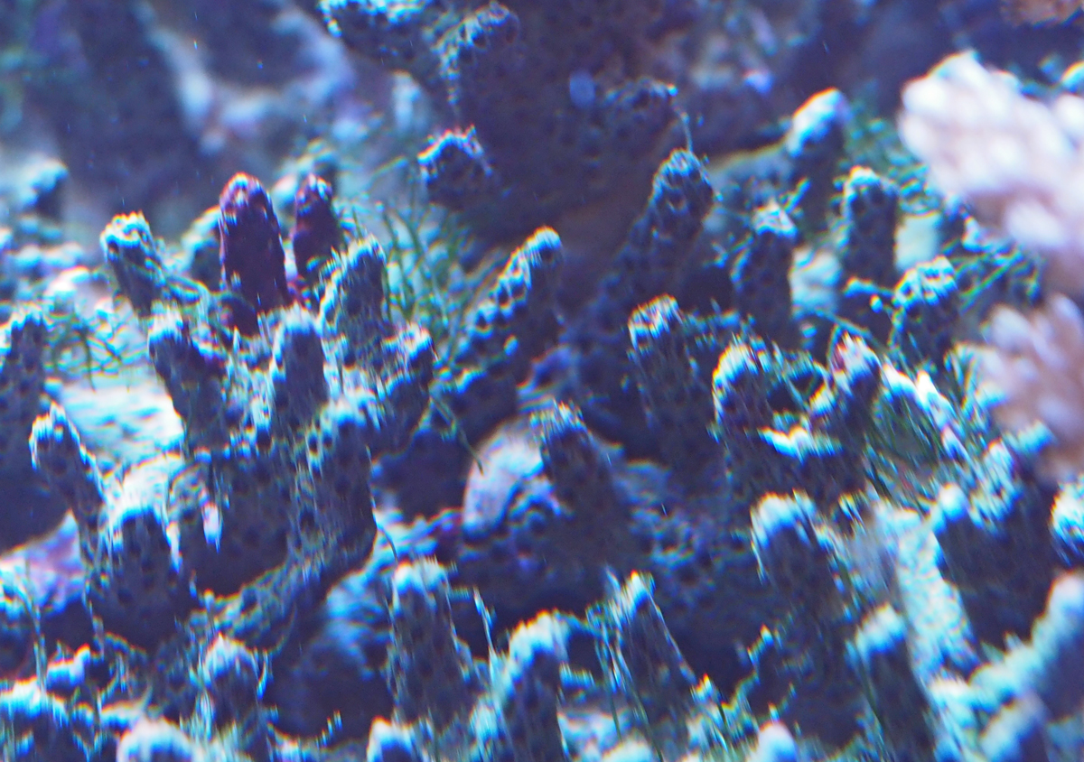 Unknow algae1.jpg