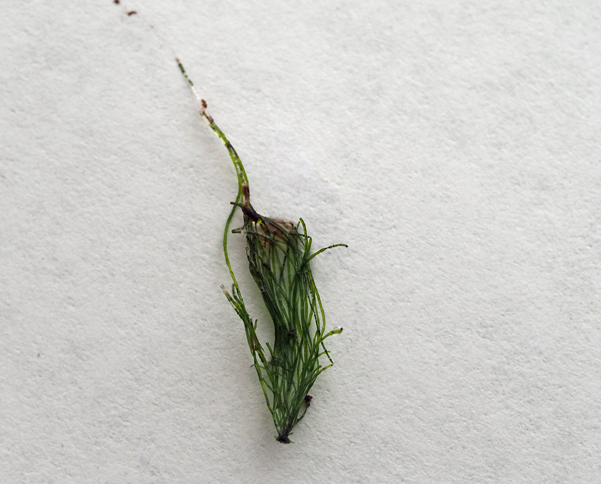 Unknow algae2.jpg