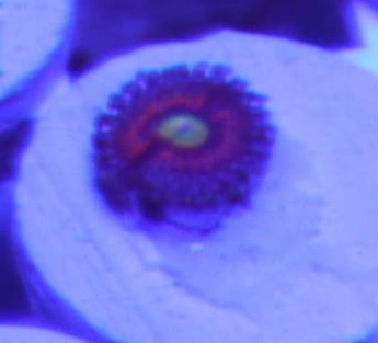 unknow zoa.png
