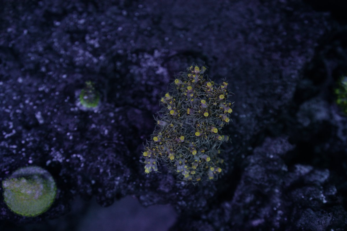 Unknown Acro.jpg