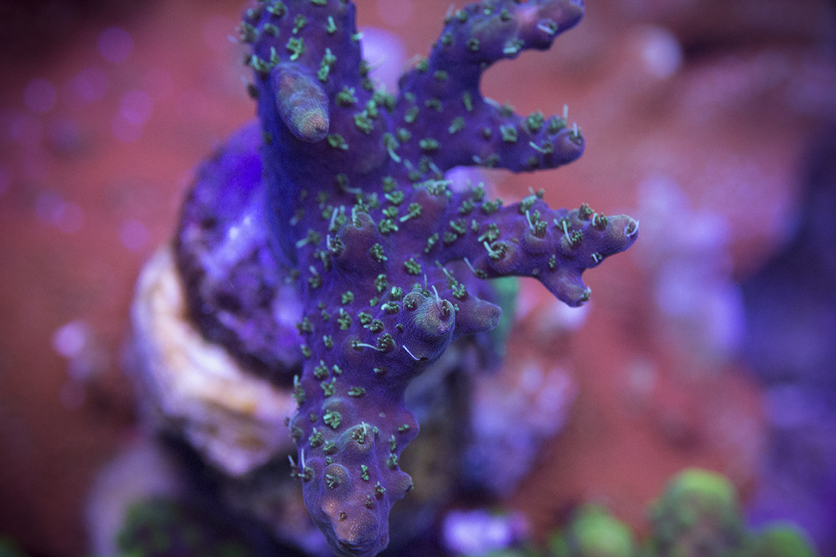 unknown acro.jpg
