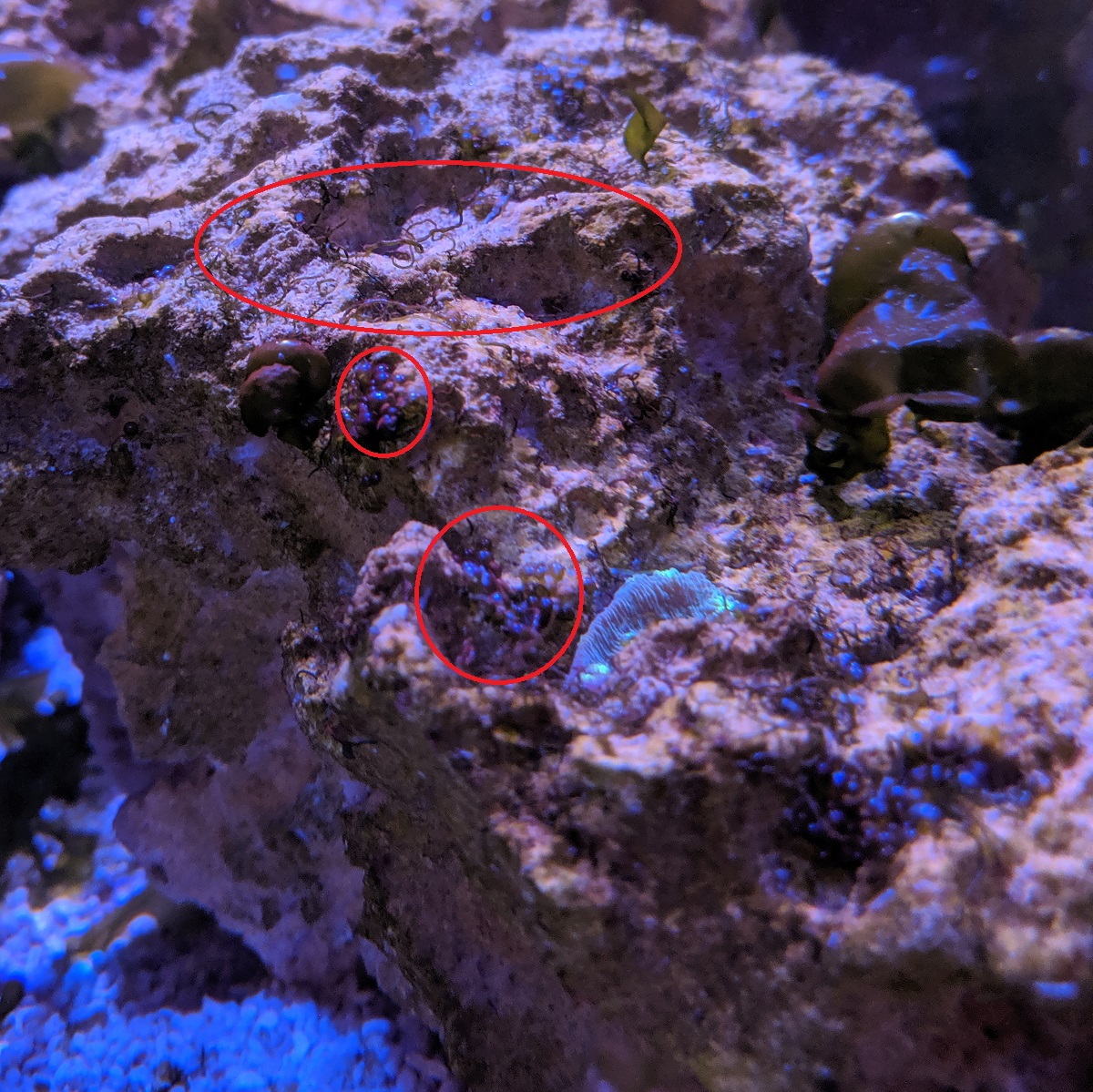 unknown and bubble.jpg