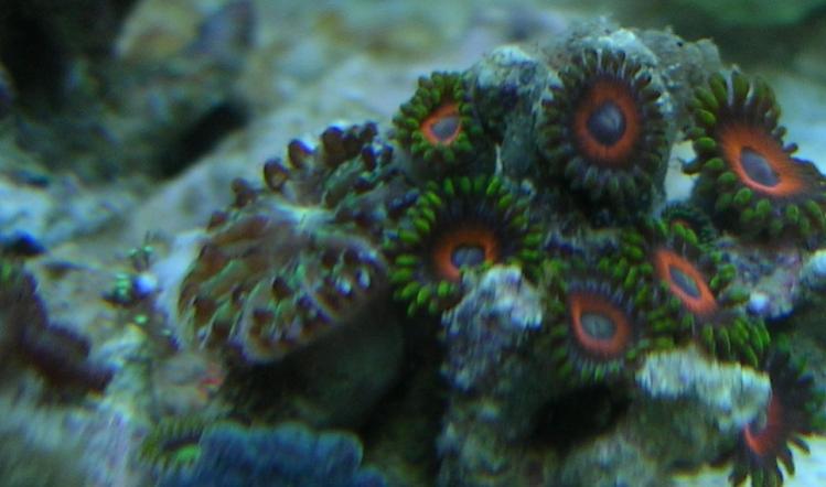 unknown coral 2.jpg