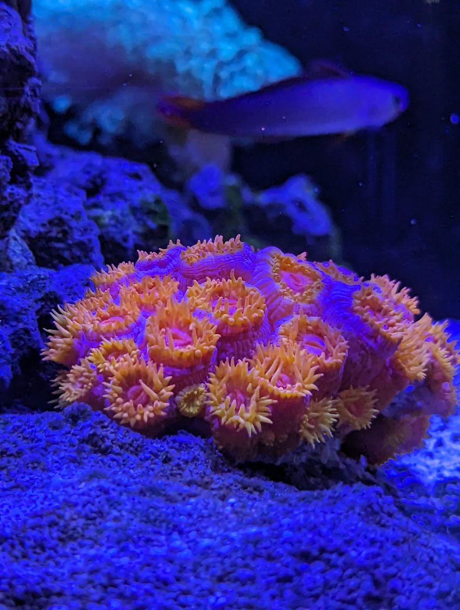 Unknown Coral.jpg