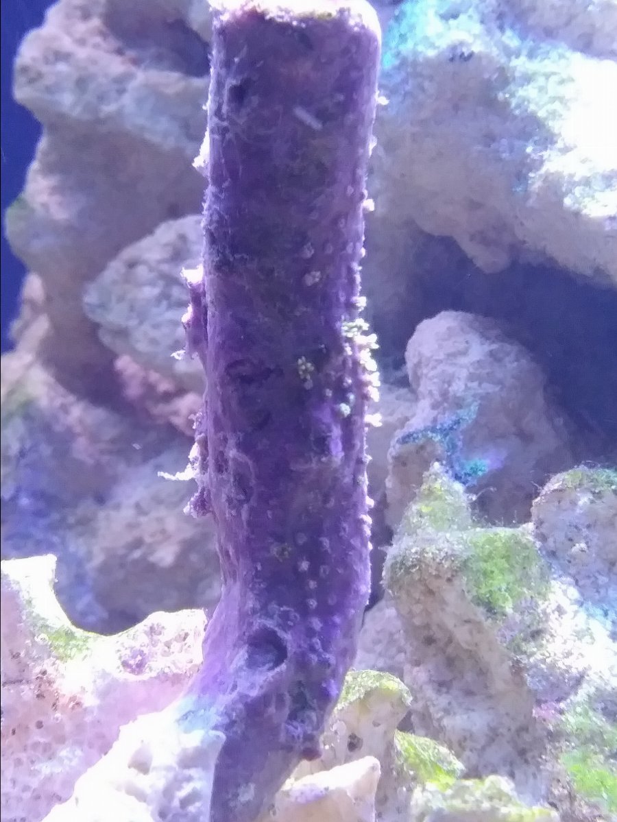 Unknown Coral.jpg
