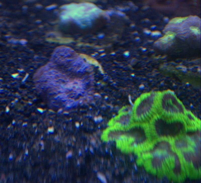 unknown coral.jpg
