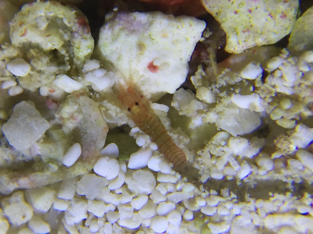 Unknown creature pic 1.JPG