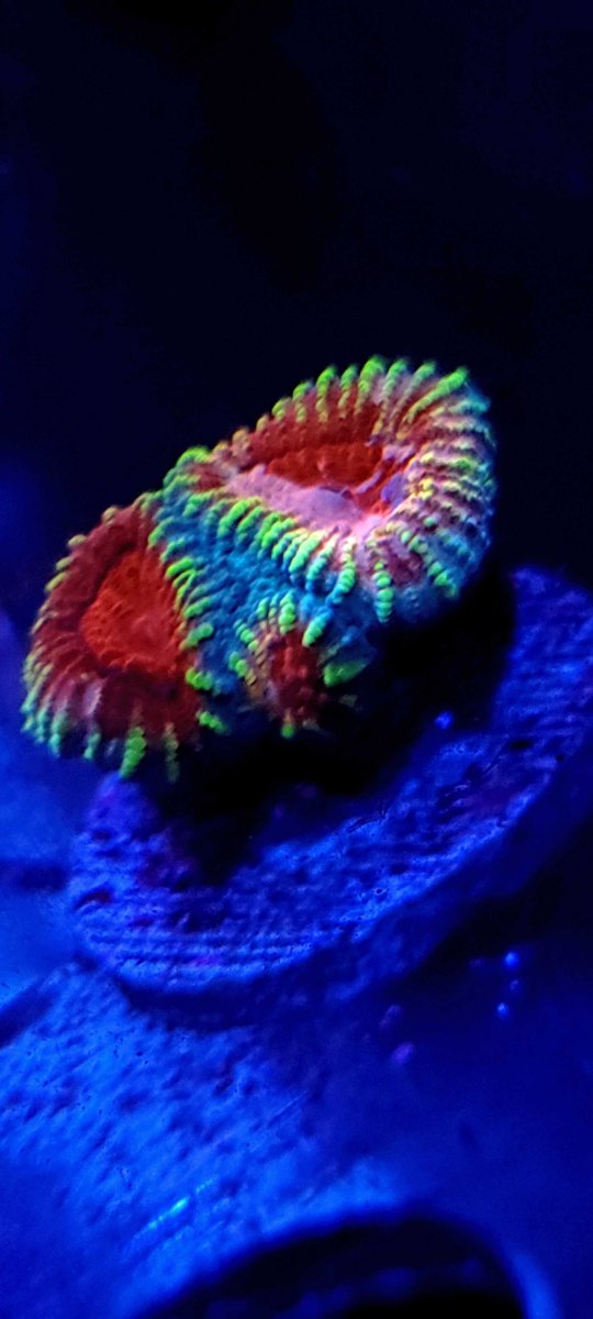 Unknown frag.jpg