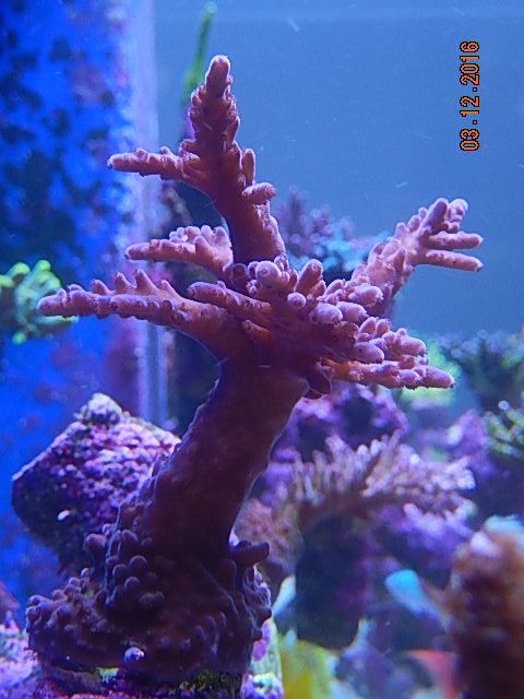 Unknown Purple1.jpg