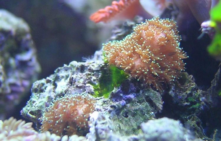 unknown sps macro.jpg
