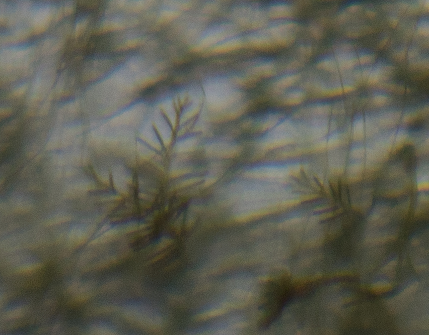 UnknownAlgae2.jpg