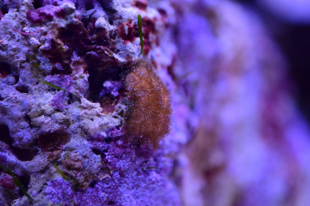 Hitchhiker LPS ID? | Reef2Reef