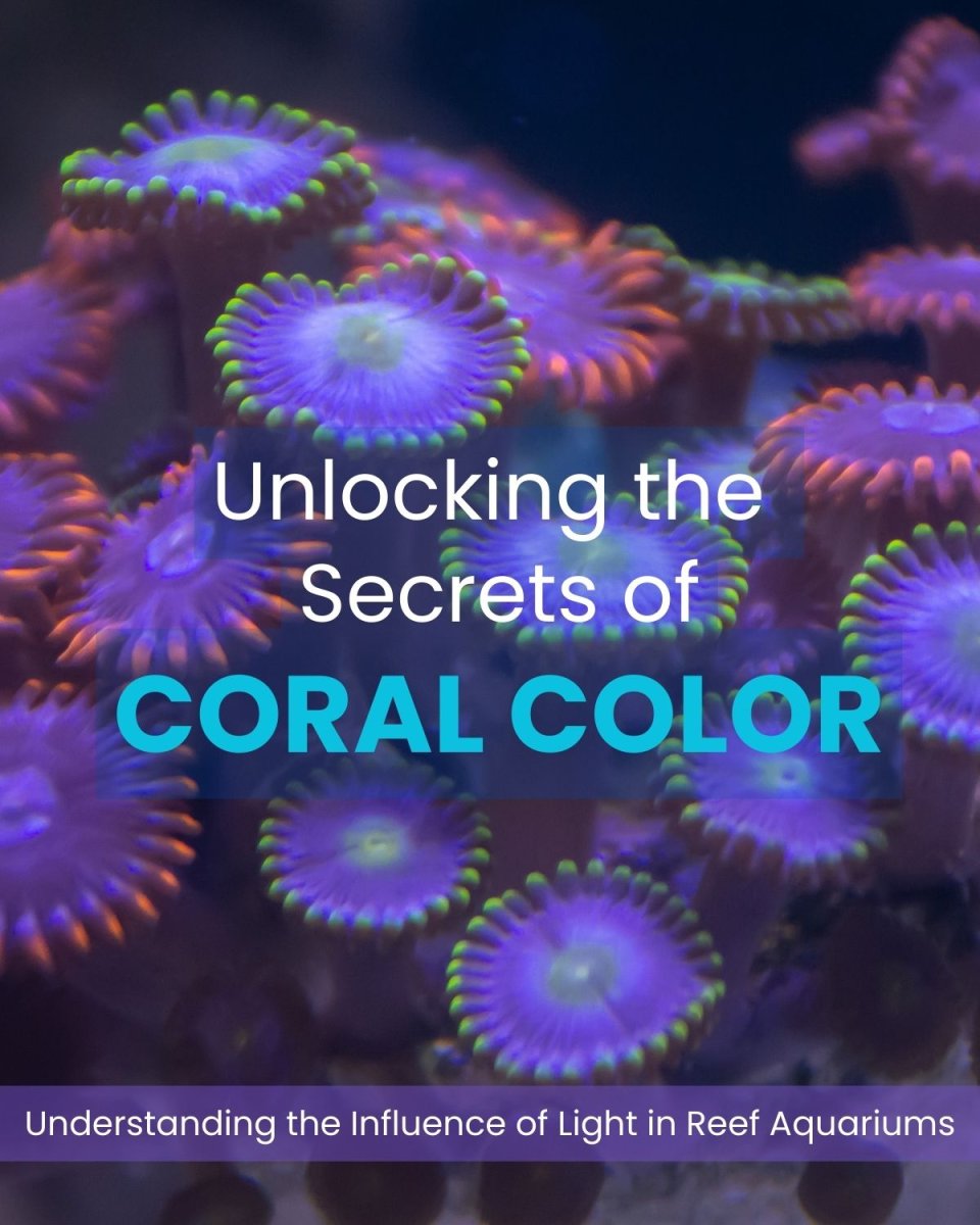 Unlocking the Secrets of Coral Color.jpg