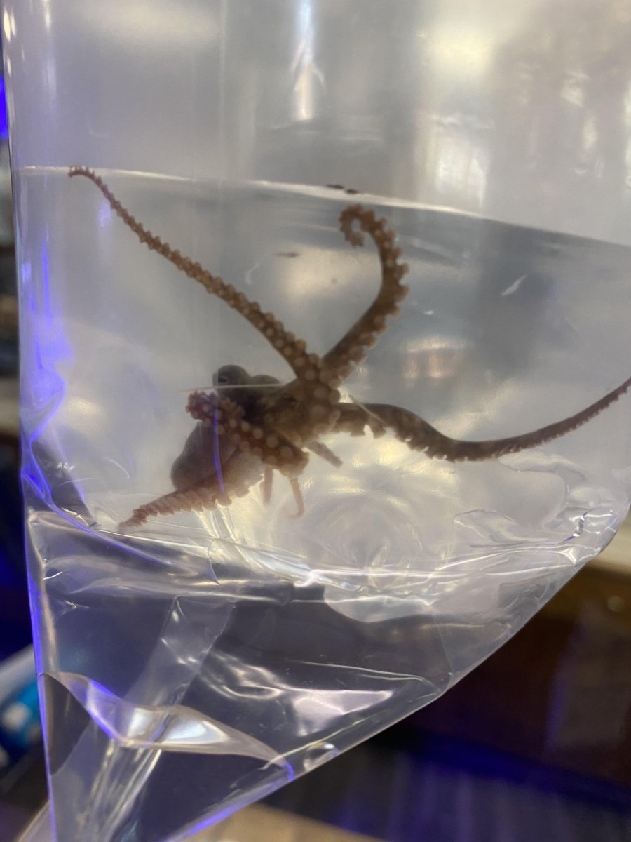 Pet Algae Octopus | REEF2REEF Saltwater and Reef Aquarium Forum