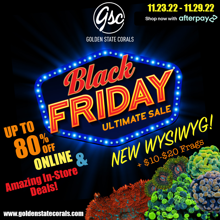 Dynamite black friday sale