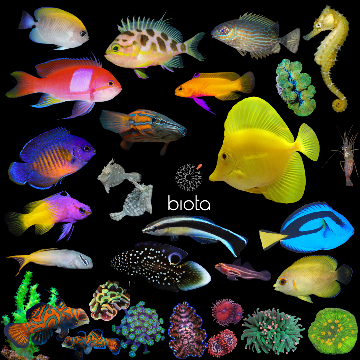 Black friday best sale fish tank deals