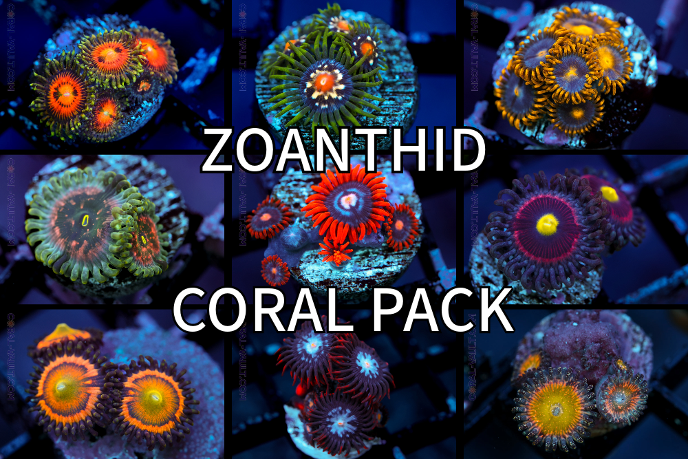 Untitled-5-ZoanthidPack.png