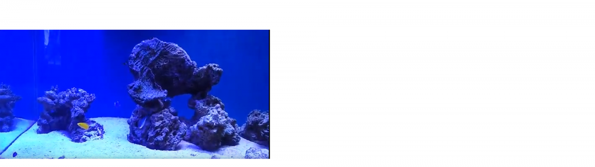 Stunning Magsafe Aragonite For Low Calcium Reef Aquariums image
