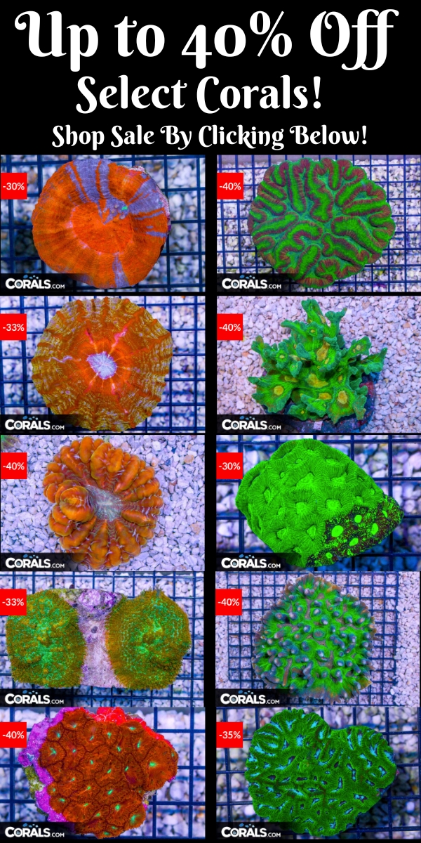 Up to 50% Off Select Corals!.jpg