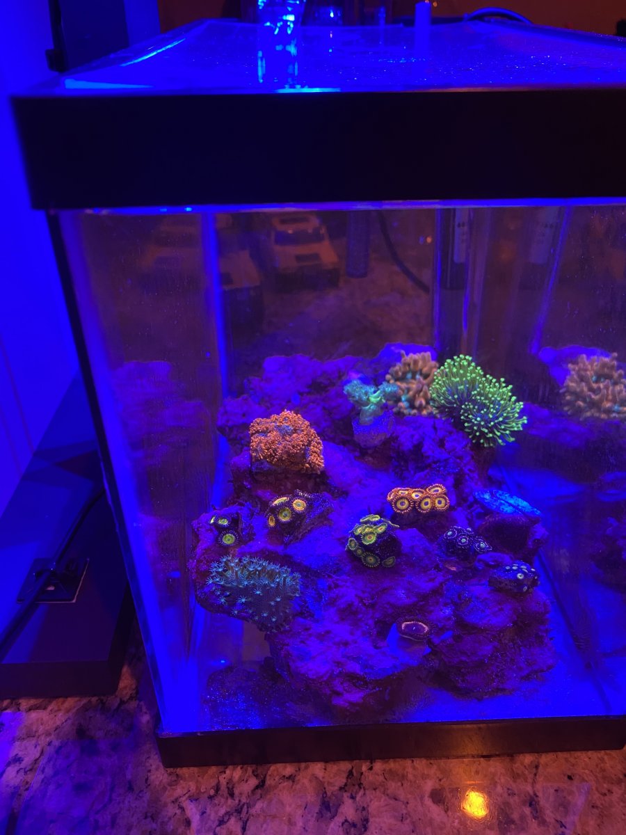 Updated pico reef.jpg