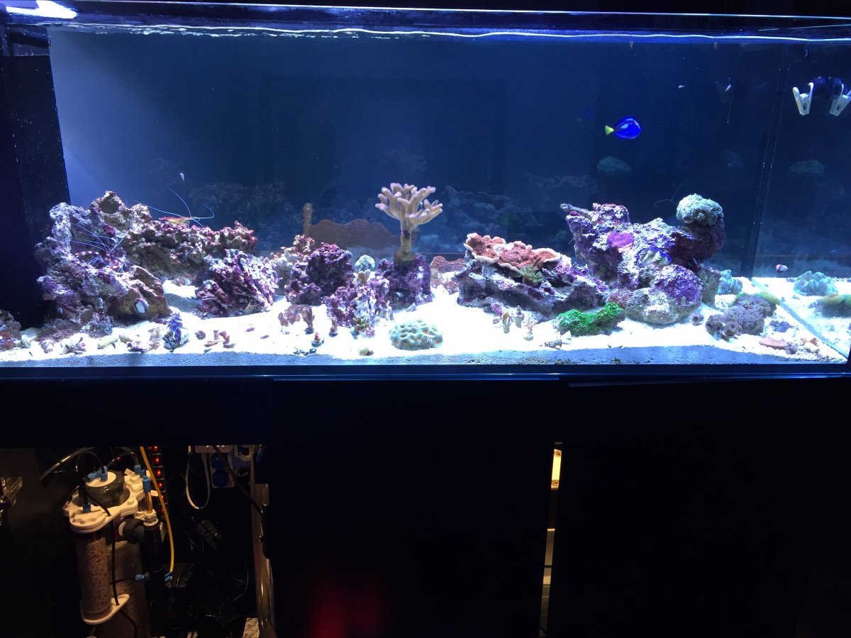 Updated tank picture 11032017.JPG