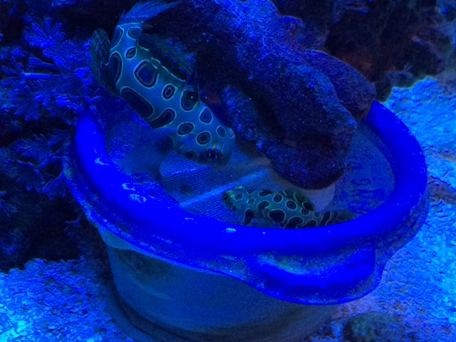 upload_2016-12-6_14-22-18.jpeg