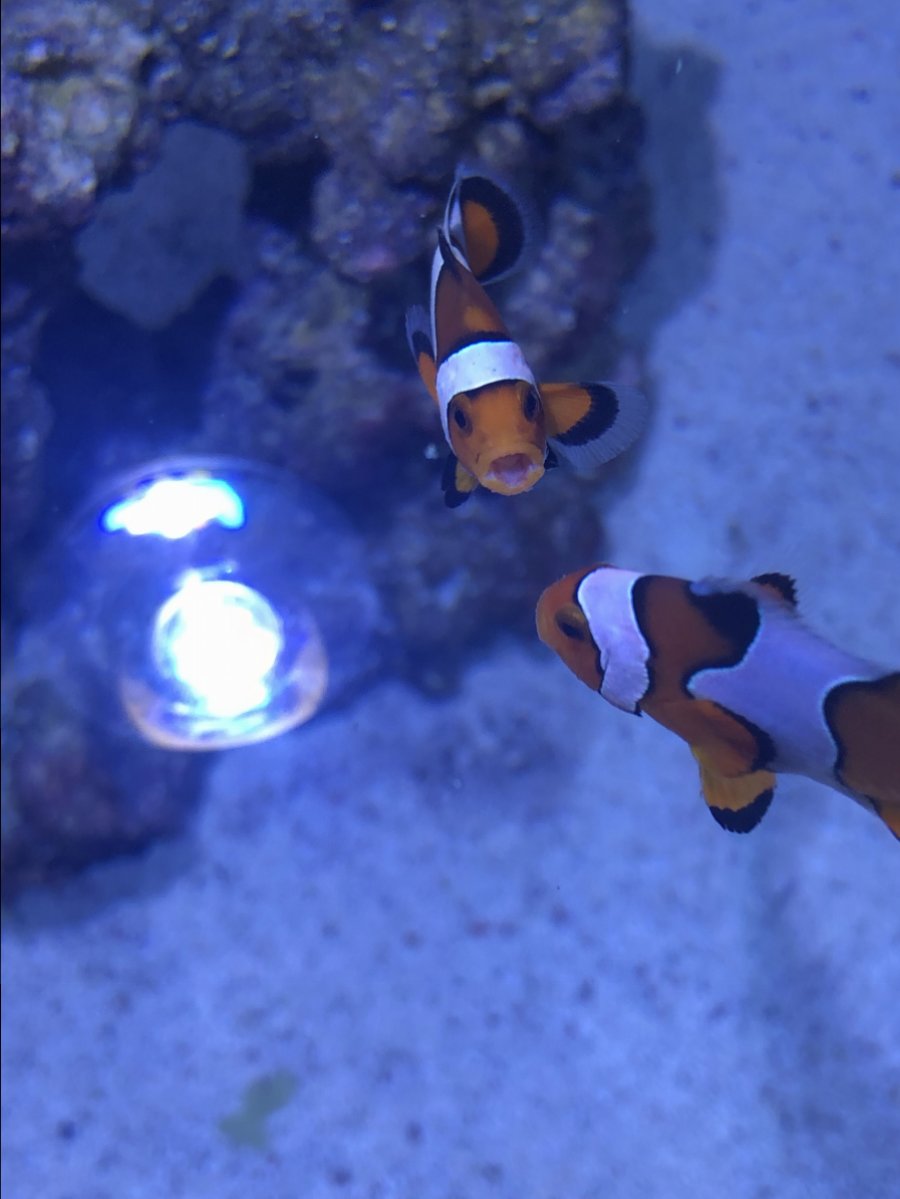 upload_2018-11-21_11-6-9.jpeg