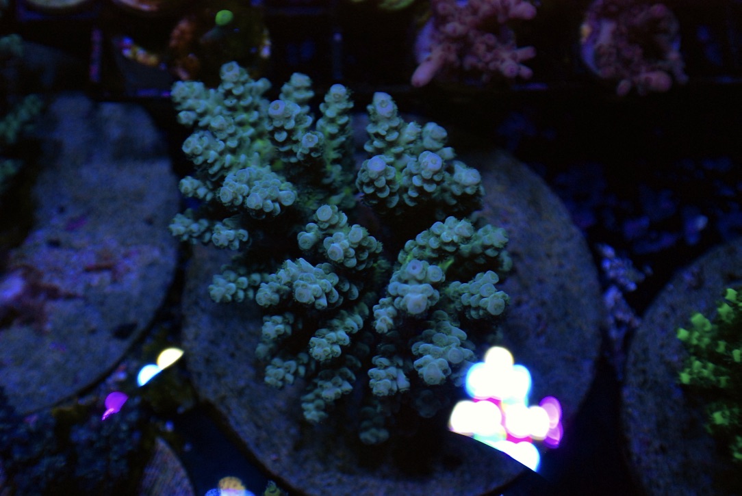 upload_2018-11-6_11-11-5.jpeg
