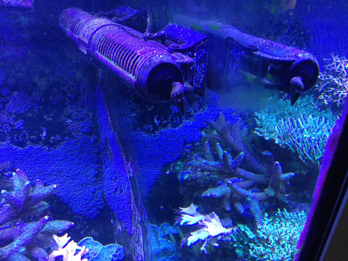 Gyre creating vortex | Reef2Reef