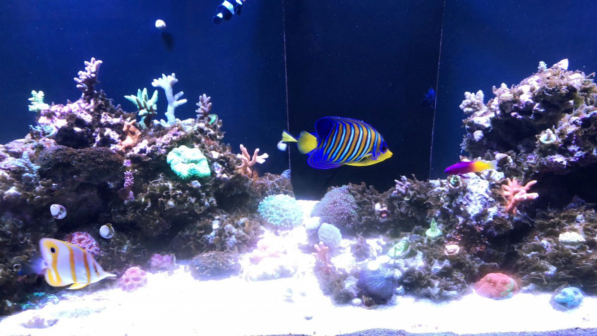 upload_2019-1-30_23-8-42.jpeg