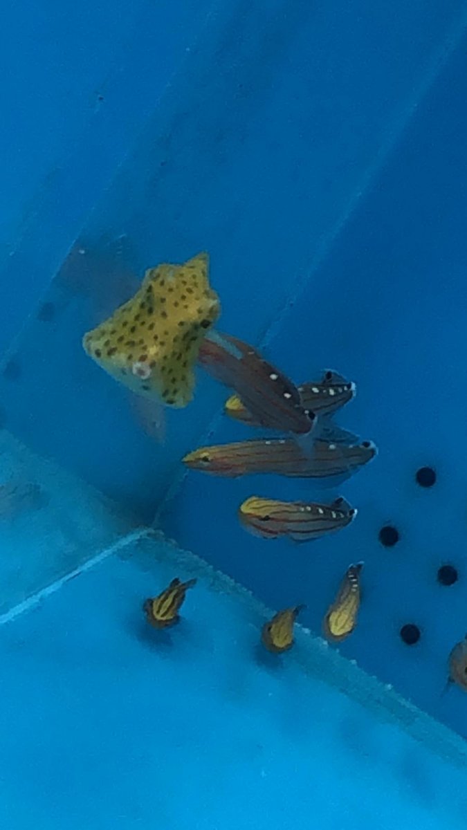 upload_2019-1-4_16-48-31.jpeg