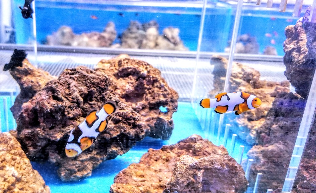 upload_2019-2-9_9-17-18.jpeg