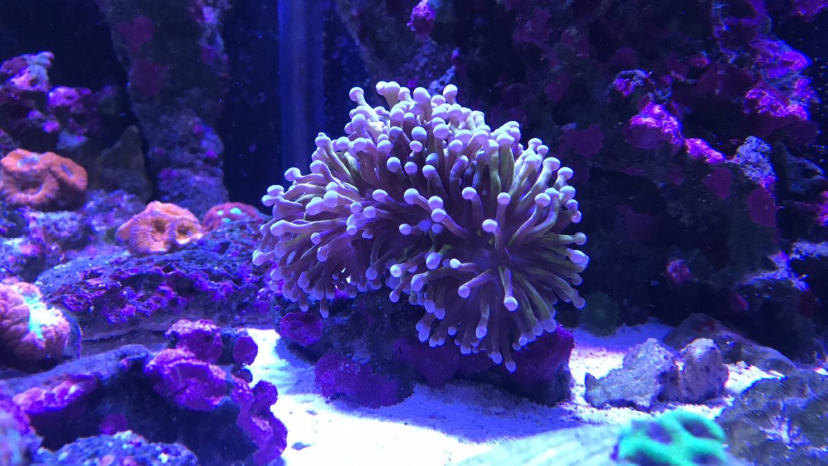 upload_2019-4-11_19-4-19.jpeg