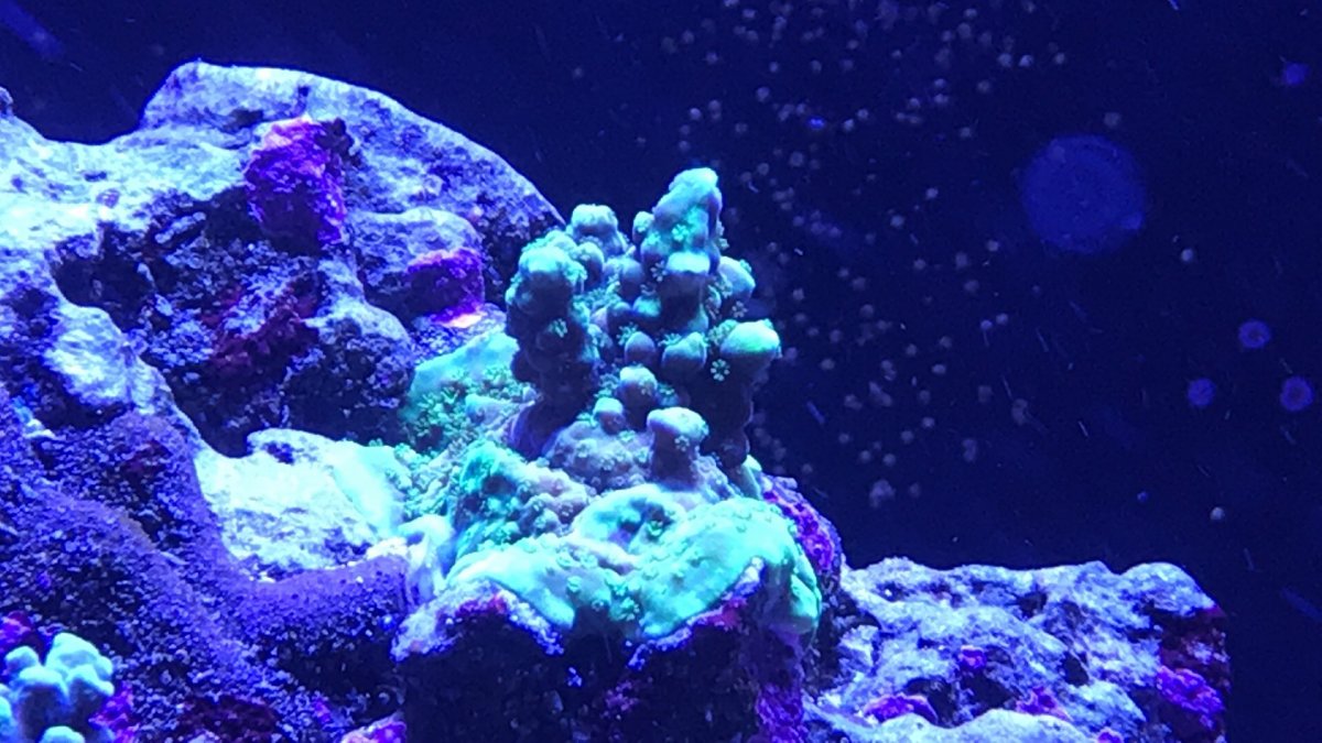 upload_2019-4-14_20-49-32.jpeg