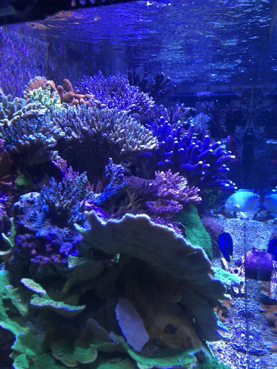 upload_2019-5-22_10-27-43.jpeg