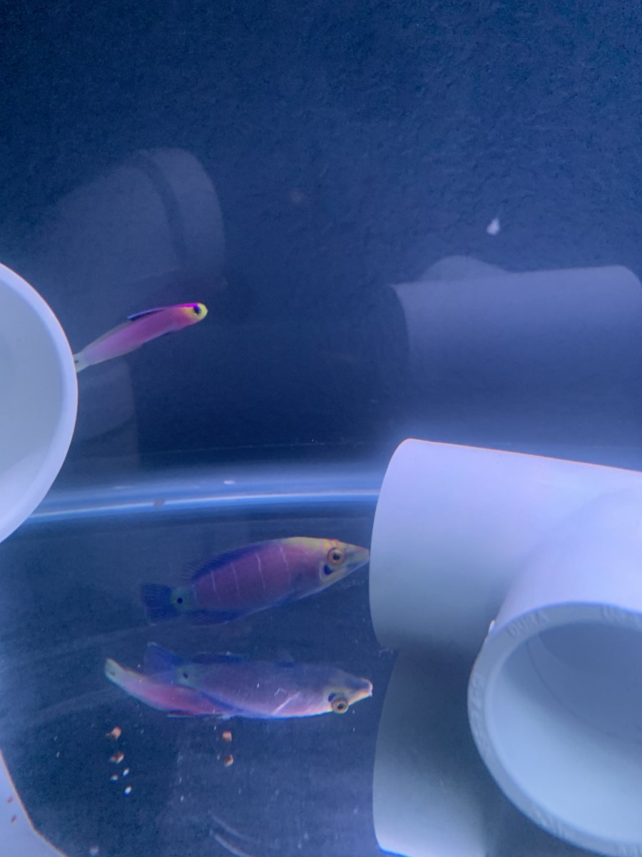 upload_2019-6-21_7-31-1.jpeg