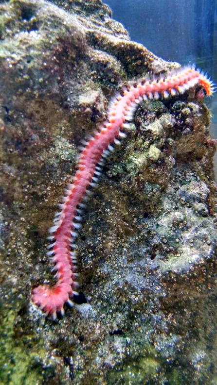 Starting to think I have a fire worm, check out these pics. | REEF2REEF  Saltwater and Reef Aquarium Forum