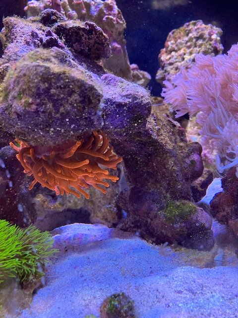 Upside down anemone | Reef2Reef