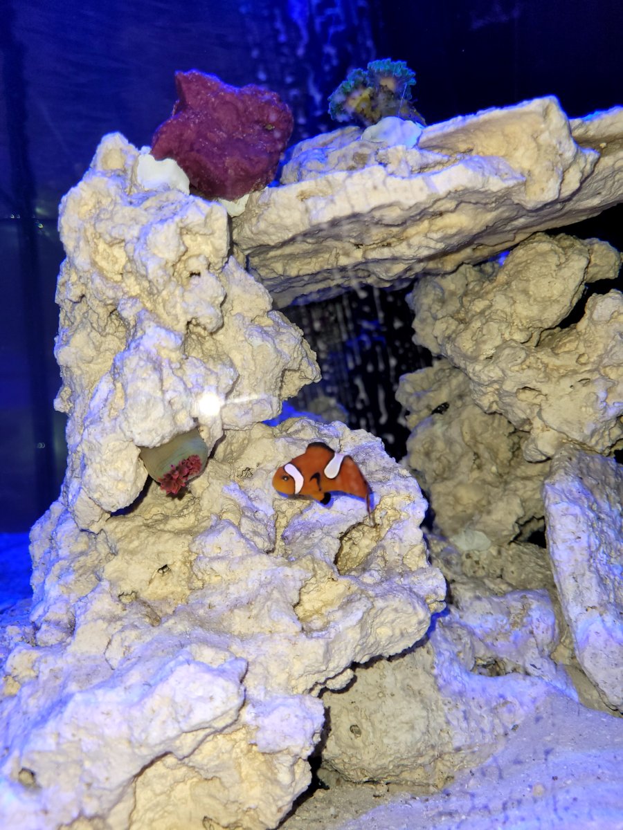 upside down anenome.jpeg