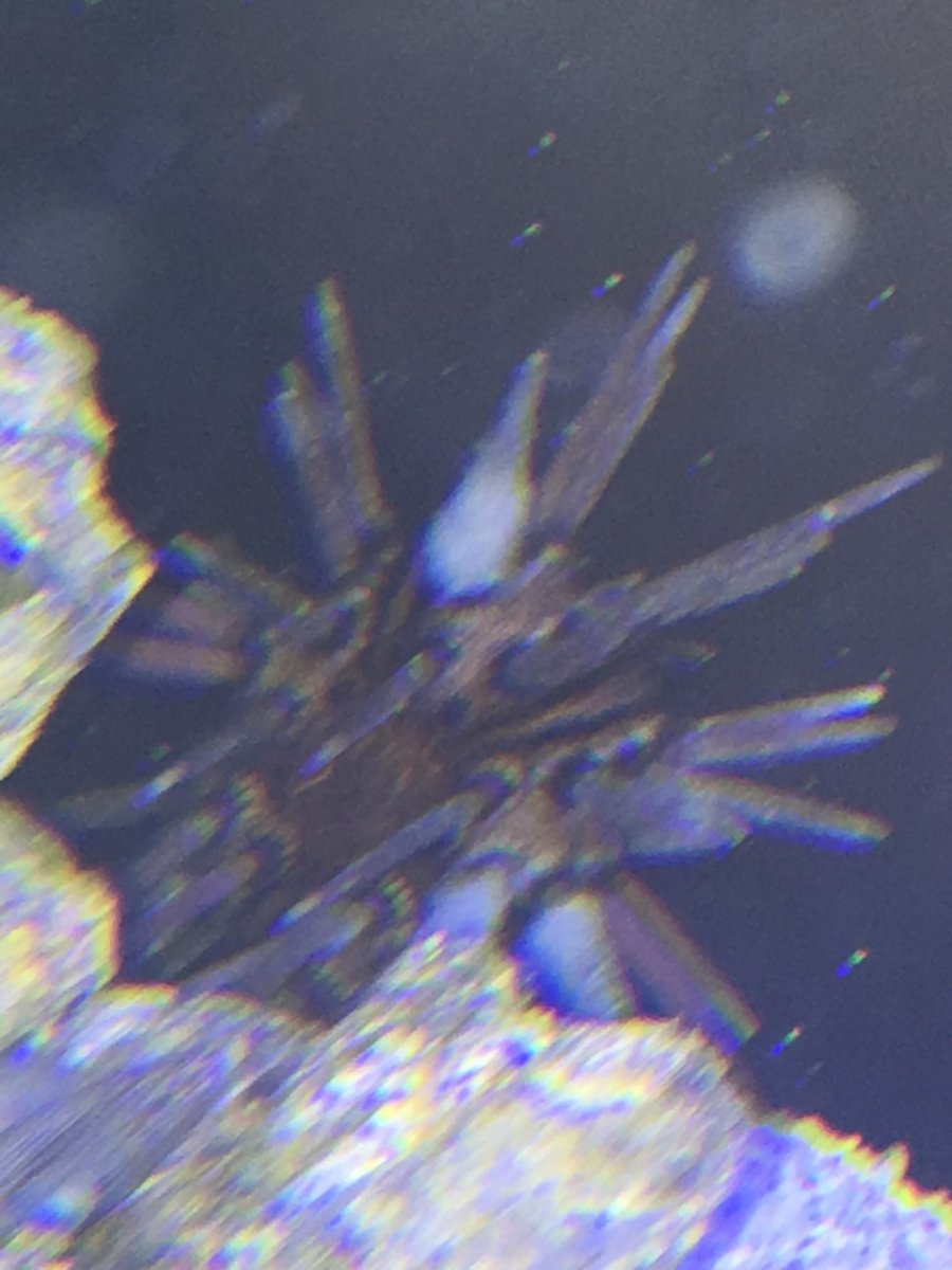 urchin 1.jpg