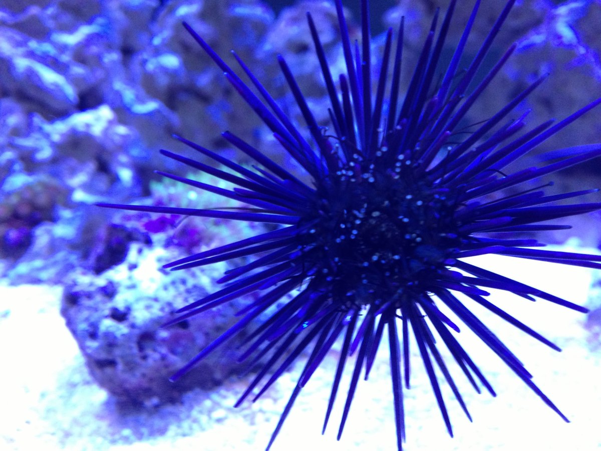 urchin 8-2.JPG