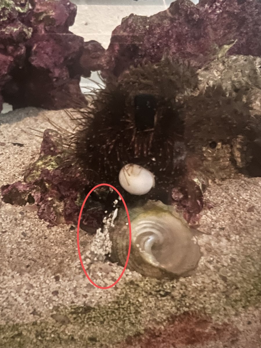 urchin.jpeg