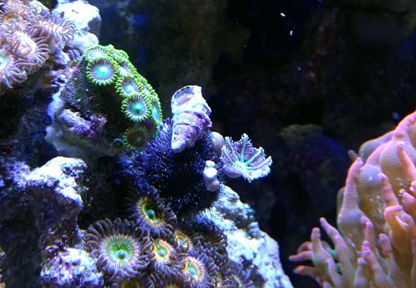 urchin.jpg